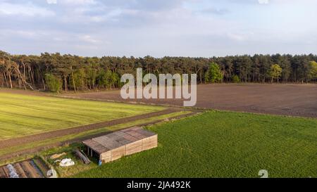 Luftdrohne Aufnahme: Wunderschöne landwirtschaftliche Plantagen an der Grenze zu wilden Wäldern in Belgien, Europa. Landwirtschaft Felder von Gemüse, Weinberge. Massiver industrieller Anbau von umweltfreundlichen Lebensmitteln. Hochwertige Fotos Stockfoto