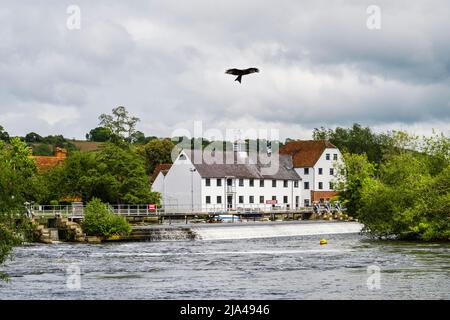 Ein Red Kite, der über die Hambledon Mill und Wehr aus dem 18.. Jahrhundert auf der Themse in Mill End ragt. Marlow, Buckinghamshire, England, Großbritannien Stockfoto