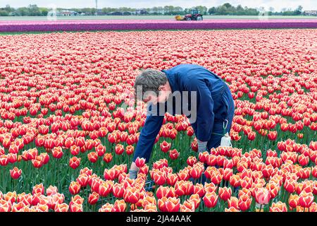 Tulpenfeld. Frühling in den Niederlanden, den berühmten holländischen Tulpenfeldern Stockfoto