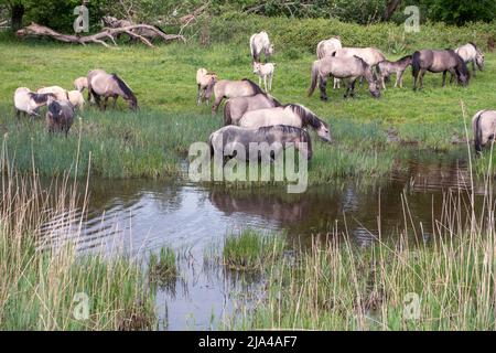 Konik Pferde im Naturschutzgebiet. Das Konik oder polnische primitive Pferd ist ein kleines Pferd, eine Art halbwildes Pony, das aus Polen stammt Stockfoto