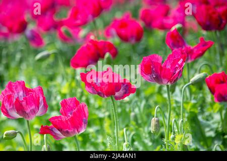 Papaver-Rhoeas, gemeiner Mohnblume, Maismohnblumen Nahaufnahme selektiver Fokus. Roter Mohnblume auf grünem Unkräutern Feld. Mohnblumen. Stockfoto