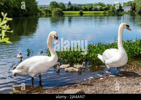 Dunmanway, West Cork, Irland. 27.. Mai 2022. An einem warmen und sonnigen Tag in West Cork beobachten zwei Schwäne ihre Cygnets im Dunmanway Lake genau. Quelle: AG News/Alamy Live News Stockfoto