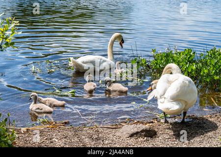 Dunmanway, West Cork, Irland. 27.. Mai 2022. An einem warmen und sonnigen Tag in West Cork beobachten zwei Schwäne ihre Cygnets im Dunmanway Lake genau. Quelle: AG News/Alamy Live News Stockfoto