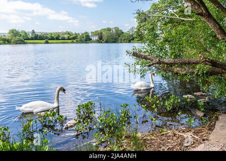 Dunmanway, West Cork, Irland. 27.. Mai 2022. An einem warmen und sonnigen Tag in West Cork beobachten zwei Schwäne ihre Cygnets im Dunmanway Lake genau. Quelle: AG News/Alamy Live News Stockfoto