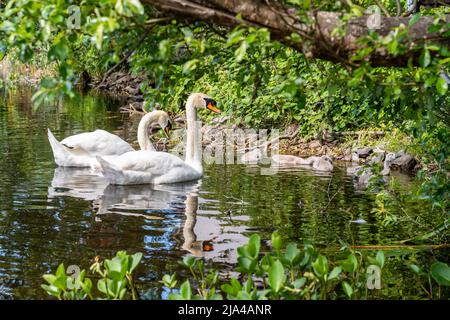 Dunmanway, West Cork, Irland. 27.. Mai 2022. An einem warmen und sonnigen Tag in West Cork beobachten zwei Schwäne ihre Cygnets im Dunmanway Lake genau. Quelle: AG News/Alamy Live News Stockfoto