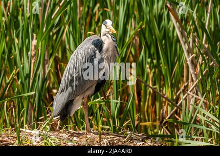 Dunmanway, West Cork, Irland. 27.. Mai 2022. An einem warmen und sonnigen Tag in West Cork bewacht ein Reiher sein Nest im Dunmanway Lake. Quelle: AG News/Alamy Live News Stockfoto