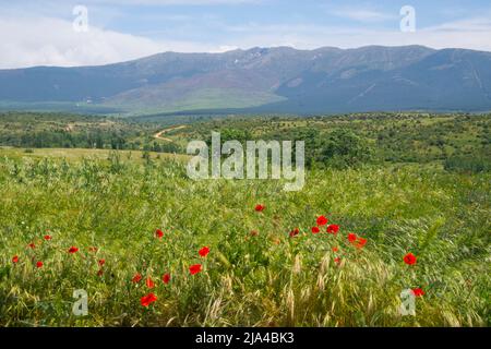 Frühlingslandschaft. Cerezo de Arriba, Provinz Segovia, Castilla Leon, Spanien. Stockfoto