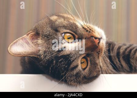Portrait von niedlichen tricolor Katze mit grünen Augen, die aus dem hohen Winkel zur Seite schauen Stockfoto