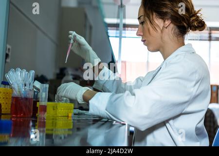 Junge Forscherin, die in Handschuhen und Laborgewand im Strömungsschrank arbeitet und Pipetten und Röhrchen mit Zellen und Chemikalien verwendet Stockfoto