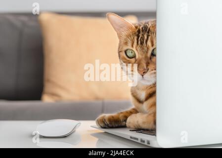 Eine Hauskatze gucken hinter einem Laptop-Bildschirm heraus. Selektiver Fokus. Stockfoto