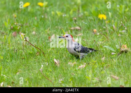 Der rotbeläbte Specht (Melanerpes carolinus ), der auf einer Wiese Nahrung sucht Stockfoto