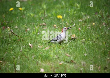 Der rotbeläbte Specht (Melanerpes carolinus ), der auf einer Wiese Nahrung sucht Stockfoto