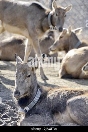 Hohhot, China. 4. Dez 2020. Milu-Hirsche werden in einem milu-Hirsch-ökologischen Experimentierzentrum im Bezirk Daxing, Peking, Hauptstadt von China, am 4. Dezember 2020 gesehen. Neun milu-Rehkitze wurden im Daqingshan-Naturschutzgebiet in der Autonomen Region Innere Mongolei im Norden Chinas geboren, teilte das Verwaltungsbüro der Reserve mit. Es ist die erste Generation von Nachkommen, die von den milu-Hirschen geboren wurden und in der Region in die Wildnis entlassen wurden. Im September 2021 ließ China 27 milu-Hirsche in das Reservat frei, um die Wildpopulation des gefährdeten Tieres wieder aufzubauen. Kredit: Li Xin/Xinhua/Alamy Live Nachrichten Stockfoto