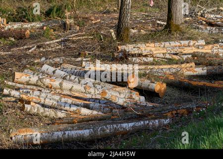 Waldkiefern und Fichten. Baumstämme Pfahl, die Holzfäller Holzindustrie. Stockfoto