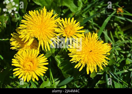 Gelber Elandelion. Blühende Eselinnen auf einem grünen Rasen Anfang Mai. Stockfoto