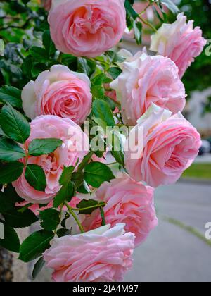Zarte rosa Rosen, die im Garten blühen, romantische, florale Nahaufnahme mit zarten Blütenblättern und grünen Blättern. Stockfoto