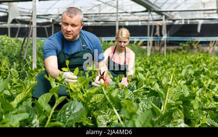 Mann und Frau Gärtner arrangieren Weinspinat Stockfoto