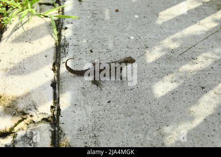 Schwanzeidechse am Boden in Key West Florida USA gesehen Stockfoto