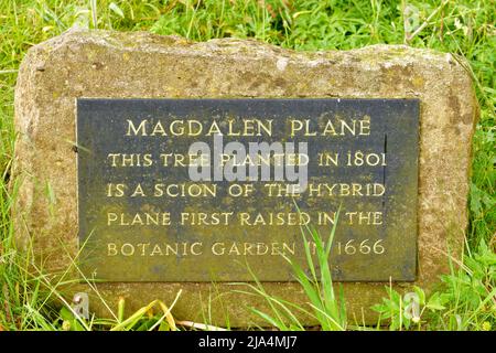 OXFORD CITY ENGLAND MAGDALEN COLLEGE INFORMATIONSTAFEL FÜR DIE MAGDALEN-PLATANE Stockfoto