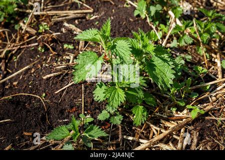 Junger grüner Busch von Brennnessel, der im Frühjahr auf dem Boden wächst. Urtica dioica Stockfoto