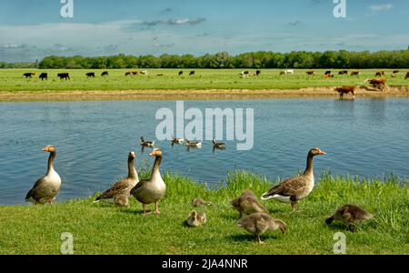 PORT MEADOW OXFORD RINDER WEIDEN DIE WIESEN UND GÄNSE MIT GÄNSEN AN DEN UFERN DER THEMSE Stockfoto