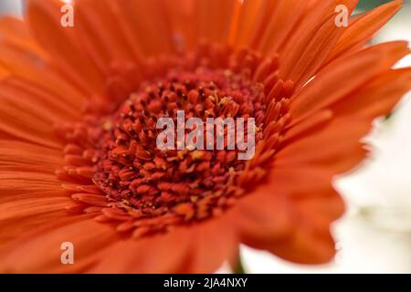 Orange Chrysantheme Stockfoto