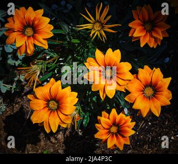 Leuchtend orange Gazania Blüten im Sonnenlicht mit dunkelgrünem Laub und Gartenboden. Stockfoto