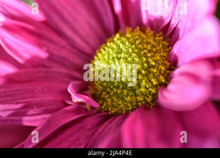 Rosa Dahlie mit gelber Mitte Stockfoto