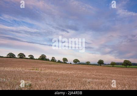 Hervorragender Abendhimmel mit magischen lila und rosa Wolken. Landschaft Dämmerung Landschaft Stockfoto