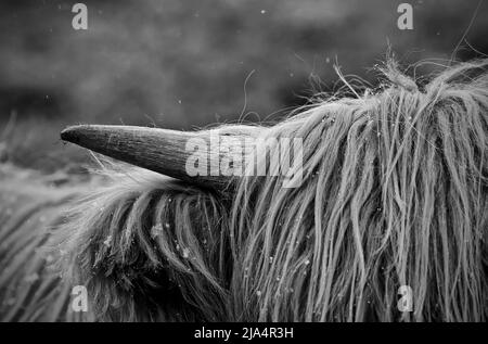 Schottische Highland Rinder zeigen ihre beeindruckenden Hörner Stockfoto