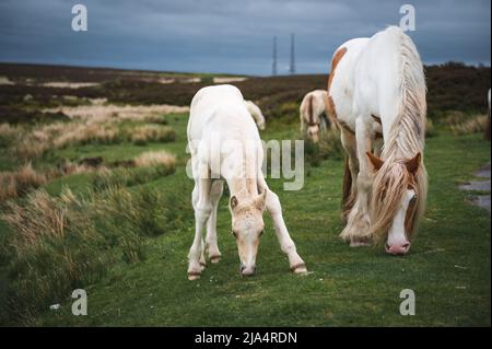 Wildpferde am Keepers Pond in Blaenavon, Brecon Beacons, South Wales Stockfoto