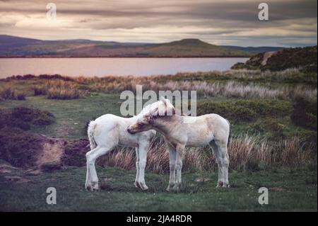 Wildpferde am Keepers Pond in Blaenavon, Brecon Beacons, South Wales Stockfoto