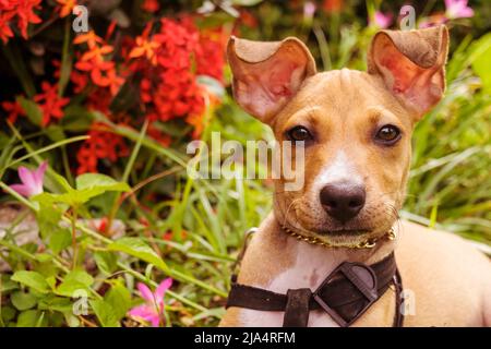 Nahaufnahme eines halbbrütsigen braunen Welpen, der in einem Garten liegt und direkt zur Kamera blickt. Im Hintergrund sind kleine rote Blumen zu sehen. Stockfoto