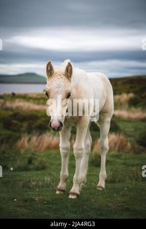 Wildpferde am Keepers Pond in Blaenavon, Brecon Beacons, South Wales Stockfoto