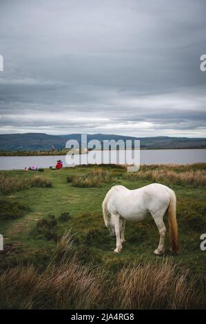 Wildpferde am Keepers Pond in Blaenavon, Brecon Beacons, South Wales Stockfoto