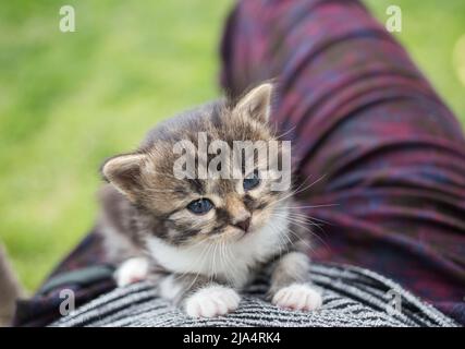 Kleines graubraunes gestromtes Kätzchen sitzt in den Armen einer Person. Nette Babykatze, die neugierig aufschaut Stockfoto