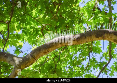 London, Großbritannien. 27. Mai 2022. Auf dem Hanover Square im Zentrum Londons wurden Spikes angebracht, um Vögel abzuschrecken, was Wut und Kritik auslöst. Kredit: Vuk Valcic/Alamy Live Nachrichten Stockfoto