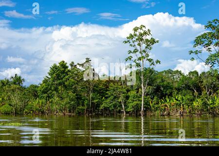 Amazon Rainforest Riverbank. Segeln Sie den Fluss Yanayacu entlang im Amazonasdschungel, in der Nähe von Iquitos, Peru. Südamerika. Stockfoto