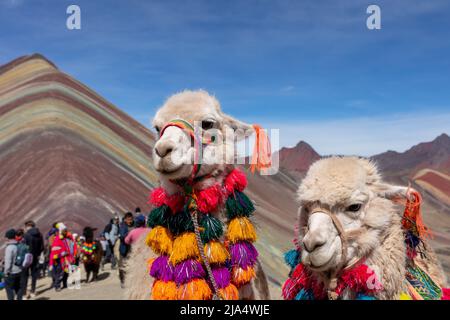 Lamas auf dem Gipfel des Vinicunca-Berges, oder „Berg von 7 Farben“ (5200 Meter hoch). Stockfoto