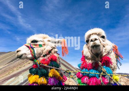 Lamas auf dem Gipfel des Vinicunca-Berges, oder „Berg von 7 Farben“ (5200 Meter hoch). Stockfoto
