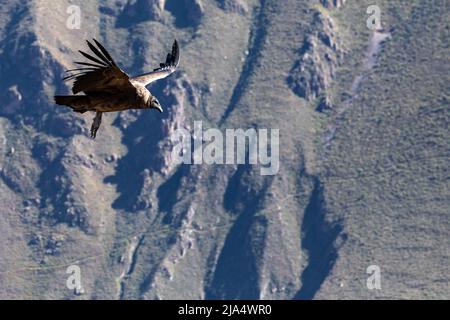 Der Andenkondor (Vultur gryphus), einer der größten fliegenden Vögel der Welt, fliegt über den Colca Canyon in Peru auf einem Hintergrund von Bergen. Stockfoto