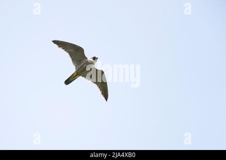 Ein erwachsener Falke (Falco peregrinus), der am Himmel fliegt. Stockfoto
