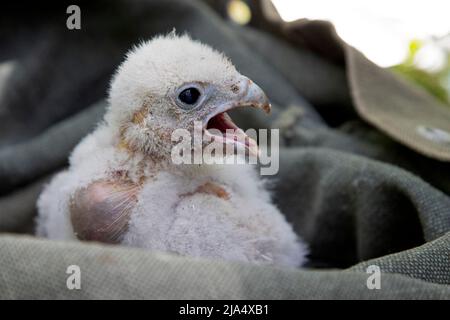 Ein Jungvögel der Peregrine Falcon (Falco Peregrinus), der sich mit einem Vogel verbannt. Stockfoto