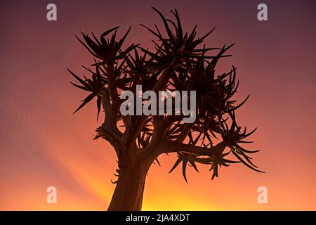 Köcherbaum / Kokerboom (Aloidendron dichotomum / Aloe dichotoma) bei Sonnenuntergang im Augrabies Falls National Park im Northern Cape, Südafrika Stockfoto