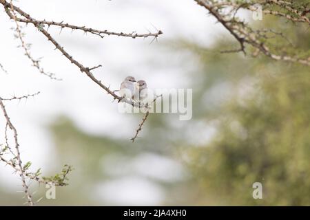 Ein süßes Paar African Grey Flycatchers (Melaenornis microrhynchus), das auf einem Ast steht. Stockfoto