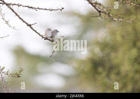 Ein süßes Paar African Grey Flycatchers (Melaenornis microrhynchus), das auf einem Ast steht. Stockfoto