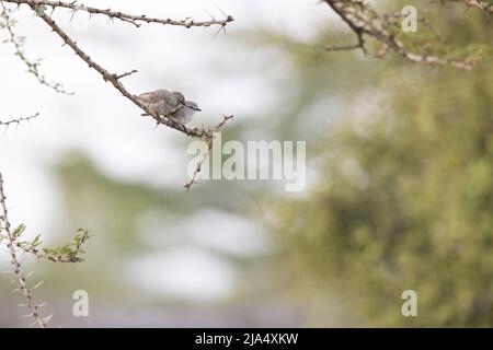 Ein süßes Paar African Grey Flycatchers (Melaenornis microrhynchus), das auf einem Ast steht. Stockfoto