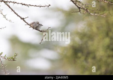 Ein süßes Paar African Grey Flycatchers (Melaenornis microrhynchus), das auf einem Ast steht. Stockfoto