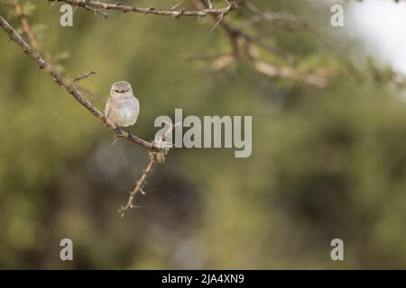 Ein African Grey Flycatcher (Melaenornis microrhynchus), der auf einem Ast thront. Stockfoto