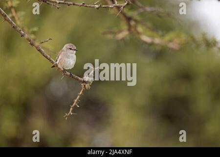 Ein African Grey Flycatcher (Melaenornis microrhynchus), der auf einem Ast thront. Stockfoto